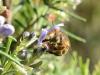 Anthophora salviae
